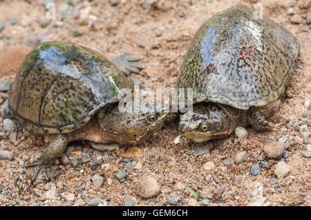 Gemeinsamen Moschus-Schildkröte, Stinkpot, Sternotherus man, native nach Südosten Kanada und Oststaaten Unite Stockfoto