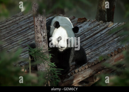 Porträt von Nizza-Panda-Bären wandern im Sommer Umwelt Stockfoto