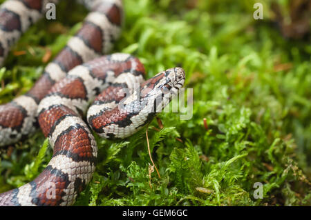 Östlichen Milch Schlange, Lampropeltis Triangulum Triangulum, native im Süden der Vereinigten Staaten, Mexiko, nach Lateinamerika Stockfoto