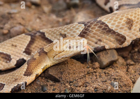 Nördlichen Copperhead, Agkistrodon Contortrix Mokasen, ursprünglich aus östlichen Vereinigten Staaten Stockfoto