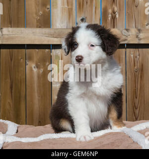 Sieben Wochen alten roten Tri australischen Schäferhund, Welpe Stockfoto