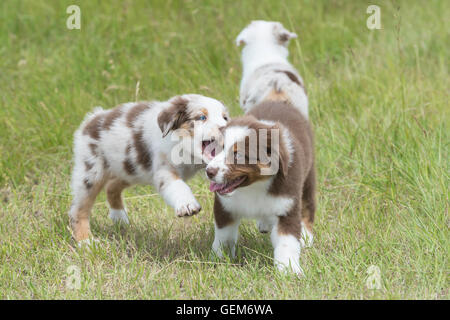 Neun Wochen alte Red Merle und Red Tri Australian Shepherd Hunde, Welpen, spielen Stockfoto