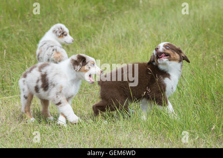 Neun Wochen alte Red Merle und Red Tri Australian Shepherd Hunde, Welpen, spielen Stockfoto