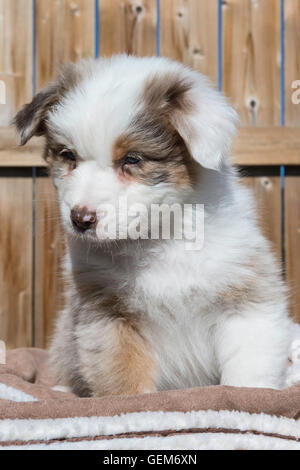 Sieben Wochen alte Red Merle Australian Shepherd Hund, Welpe Stockfoto