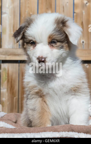 Sieben Wochen alte Red Merle Australian Shepherd Hund, Welpe Stockfoto