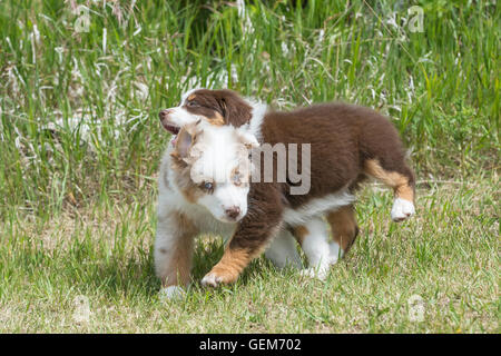 Neun Wochen alte Red Merle und Red Tri Australian Shepherd Hunde, Welpen, spielen Stockfoto