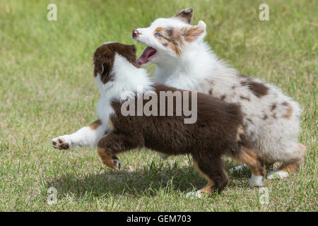 Neun Wochen alte Red Merle und Red Tri Australian Shepherd Hunde, Welpen, spielen Stockfoto
