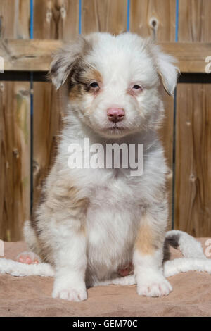 Sieben Wochen alte Red Merle Australian Shepherd Hund, Welpe Stockfoto