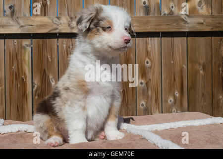 Sieben Wochen alte Red Merle Australian Shepherd Hund, Welpe Stockfoto