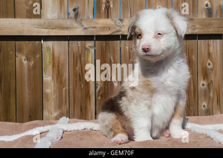 Sieben Wochen alte Red Merle Australian Shepherd Hund, Welpe Stockfoto