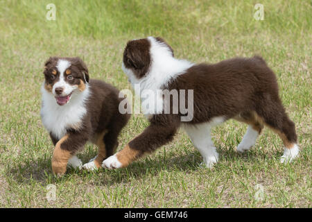 Neun Wochen alte rote Tri Australian Shepherd Hunde, Welpen, spielen Stockfoto