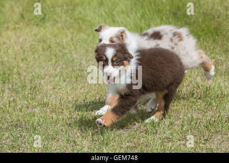 Neun Wochen alte Red Merle und Red Tri Australian Shepherd Hunde, Welpen, spielen Stockfoto