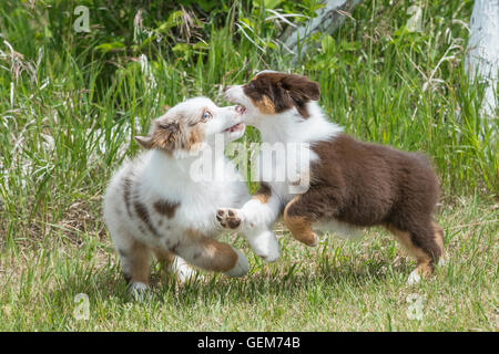 Neun Wochen alte Red Merle und Red Tri Australian Shepherd Hunde, Welpen, spielen Stockfoto