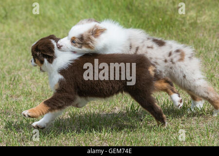 Neun Wochen alte Red Merle und Red Tri Australian Shepherd Hunde, Welpen, spielen Stockfoto