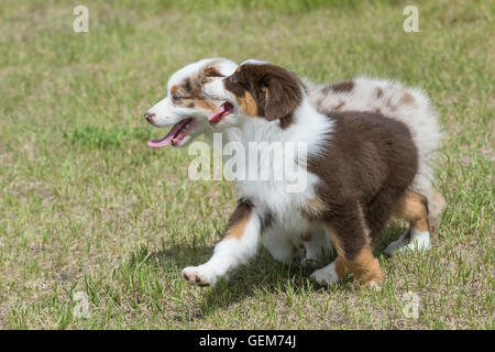 Neun Wochen alte Red Merle und Red Tri Australian Shepherd Hunde, Welpen, spielen Stockfoto