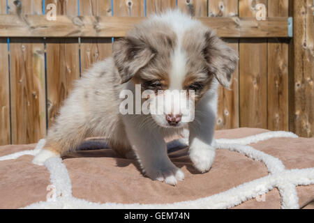 Sieben Wochen alte Red Merle Australian Shepherd Hund, Welpe Stockfoto