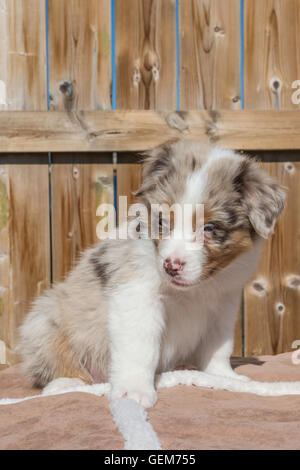 Sieben Wochen alte Red Merle Australian Shepherd Hund, Welpe Stockfoto