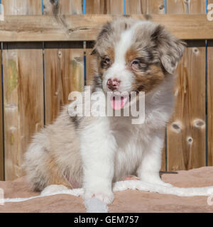 Sieben Wochen alte Red Merle Australian Shepherd Hund, Welpe Stockfoto