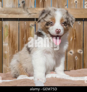 Sieben Wochen alte Red Merle Australian Shepherd Hund, Welpe Stockfoto