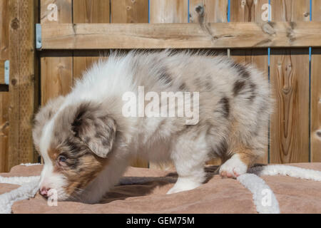 Sieben Wochen alte Red Merle Australian Shepherd Hund, Welpe Stockfoto