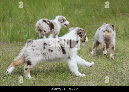 Neun Wochen alte Red Merle Australian Shepherd Hunde, Welpen, spielen Stockfoto