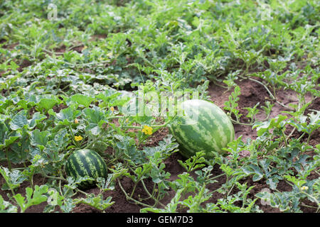 WassermelonePflanze mit Früchten und Blüten in einem Gemüsegarten