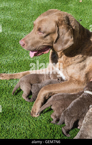 Zwei Wochen alten Chesapeake Bay Retriever Welpen Pflege, 11 Welpen Stockfoto