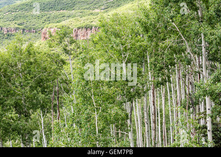 Ein Stand von Beben Aspen Bäume unten eine rote Felswand in den alpinen La Sal Mountains von Utah Stockfoto