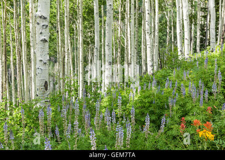 Sonnenlicht Seitenlichter Espe Bäume an einem Hang mit Lupine und anderen Wildblumen in die alpine La Sal Mountains von Utah Stockfoto