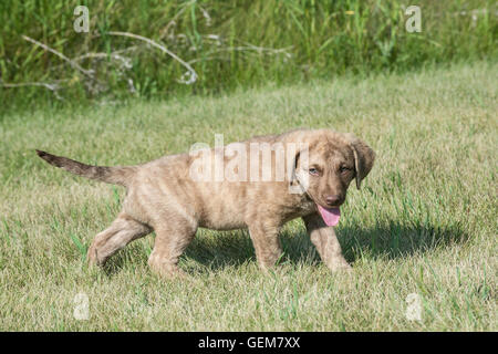 Acht Wochen alte Chesapeake Bay Retriever Welpe Stockfoto
