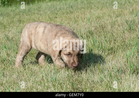 Acht Wochen alte Chesapeake Bay Retriever Welpe Stockfoto