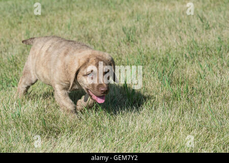 Acht Wochen alte Chesapeake Bay Retriever Welpe Stockfoto