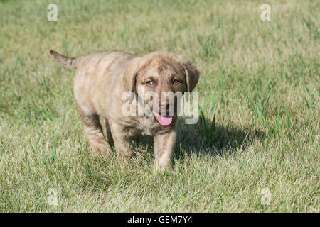 Acht Wochen alte Chesapeake Bay Retriever Welpe Stockfoto