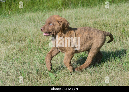 Acht Wochen alte Chesapeake Bay Retriever Welpe Stockfoto
