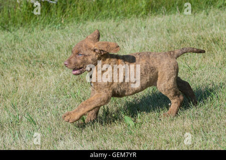 Acht Wochen alte Chesapeake Bay Retriever Welpe Stockfoto
