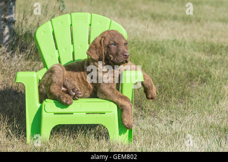 Acht Wochen alte Chesapeake Bay Retriever Welpe, sitzend in einem grünen Stuhl Stockfoto