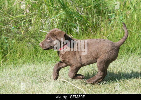 Acht Wochen alte Chesapeake Bay Retriever Welpe Stockfoto