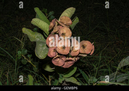 wilde Euphorbia Amygdaloides Blumen. Stockfoto