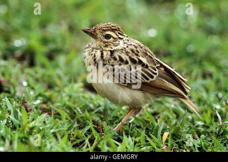 Die Indochinesischen Busch Lerche (Mirafra Erythrocephala) ist eine Art von Lerche in der Alaudidae-Familie. Stockfoto