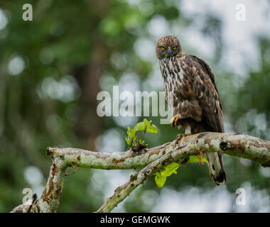 Die veränderbaren Falke-Adler oder crested Falke-Adler (Nisaetus Cirrhatus) ist ein Greifvogel-Arten der Familie Accipitridae. Stockfoto