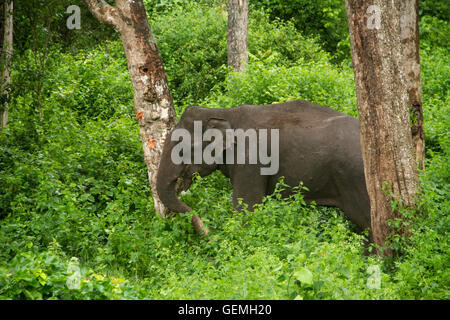 Große Elefanten Essen und Wandern im grünen Wald Stockfoto