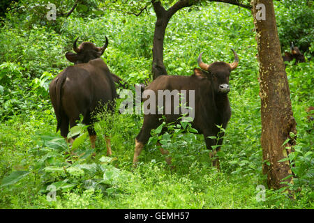 Der Gaur-Familie oder der indische Bison in üppigen grünen Wald Stockfoto