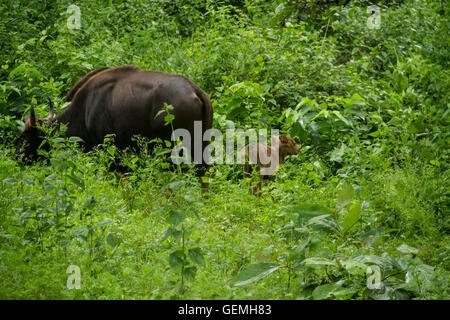 Gaur-Familie, Mutter und Kalb in üppigen grünen Wald Stockfoto