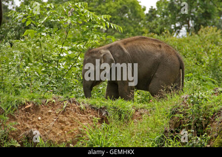 Der indische Elefant (Elephas Maximus Indicus) Kalb im wilden Wald Stockfoto