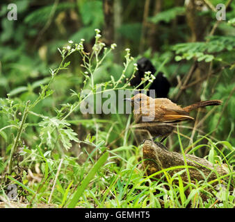 Indian Robin weiblich Stockfoto