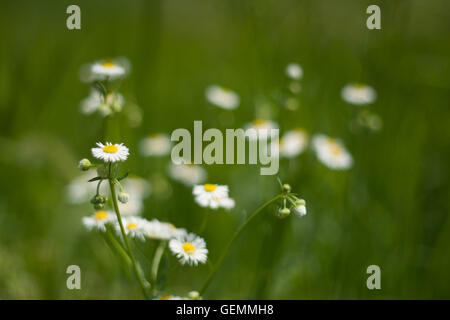 Erigeron philadelphicus Stockfoto