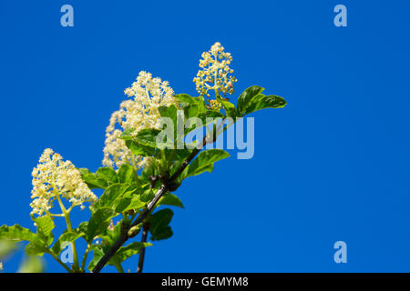 Blumen entlang Bog Trail, Mountain State Park in San Bruno, Kalifornien Stockfoto