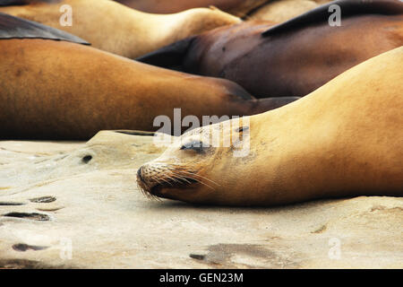 Seehunde Stockfoto