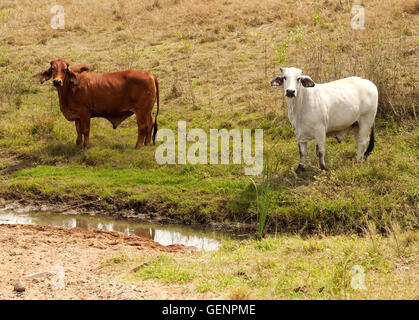 Brahman braun und weiße Kühe Freilandhaltung von Creek Wasserloch auf australische Ranch Ackerland Stockfoto