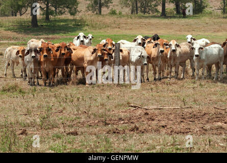 Australische Kulturlandschaft Stacheldrahtzaun zurückhält Brahman Kuhherde auf Ranch mit Vordergrund Exemplar Stockfoto